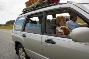 Driving with a pet
